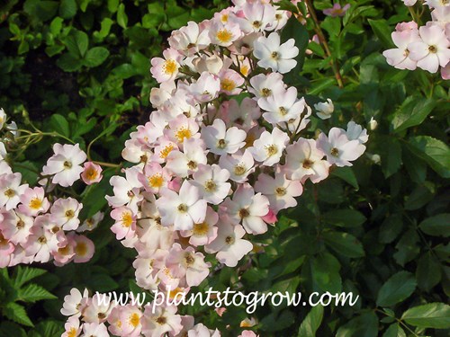 Ballerina’ Hybrid Musk Rose (Rosa)
(June 23)